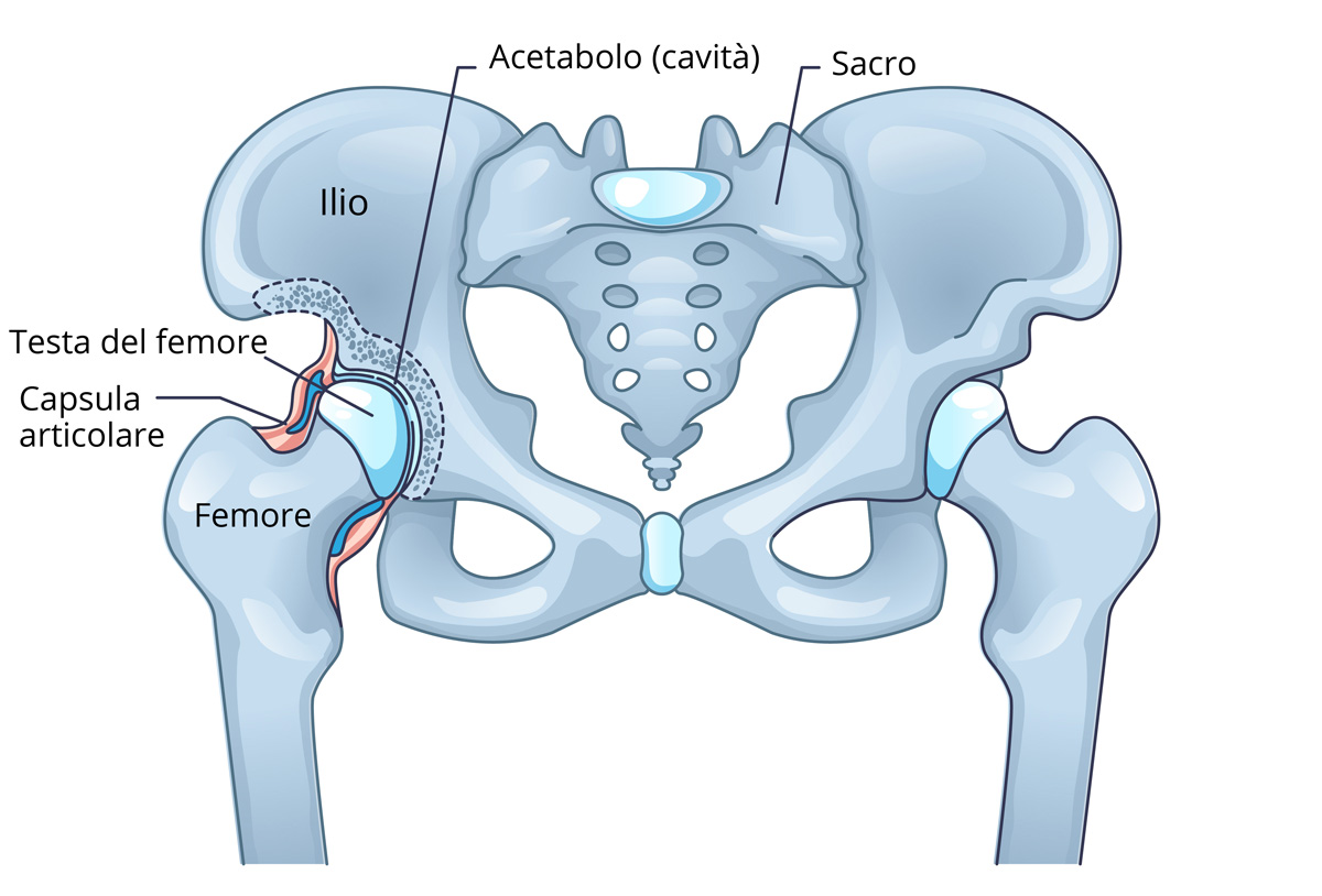 grafica anatomia anca grafica anatomia articolazione anca